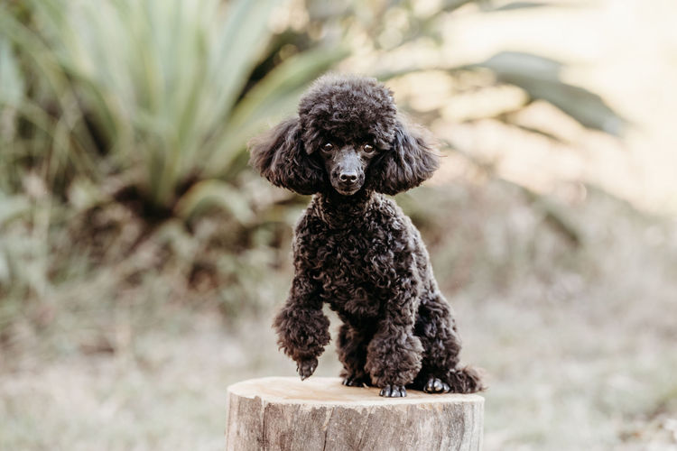 Ula'ree Toy Poodles