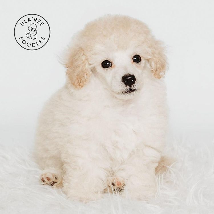 Ula'ree Toy Poodles