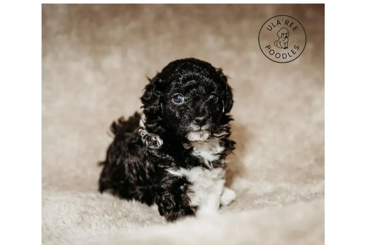 Ula'ree Toy Poodles
