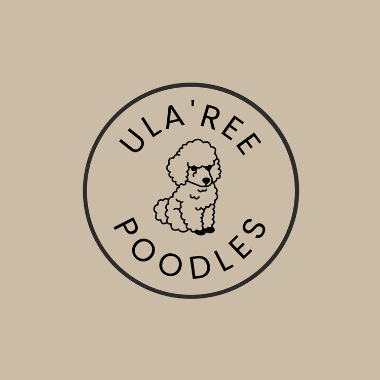 Ula'ree Toy Poodles