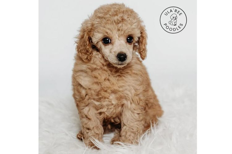 Ula'ree Toy Poodles