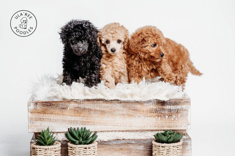 Ula'ree Toy Poodles