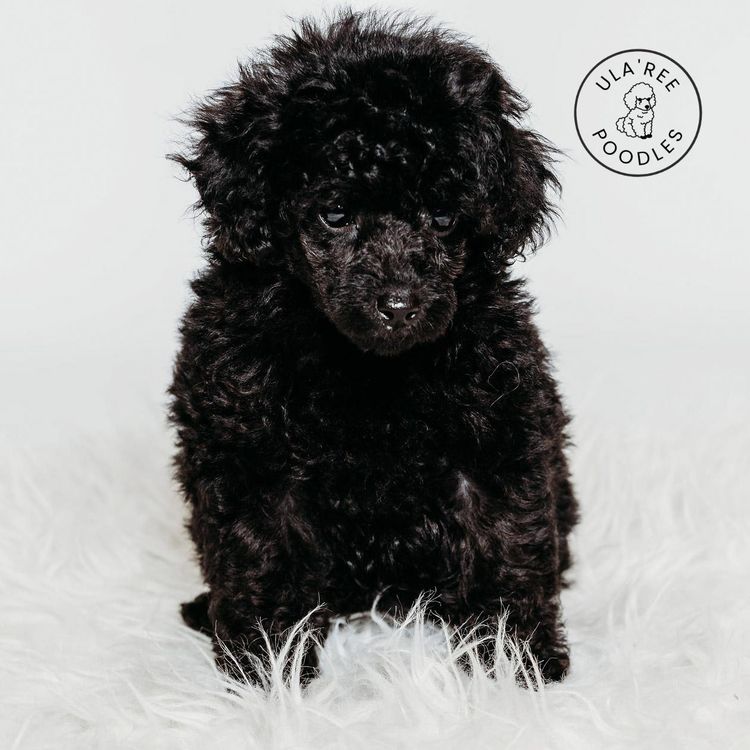 Ula'ree Toy Poodles