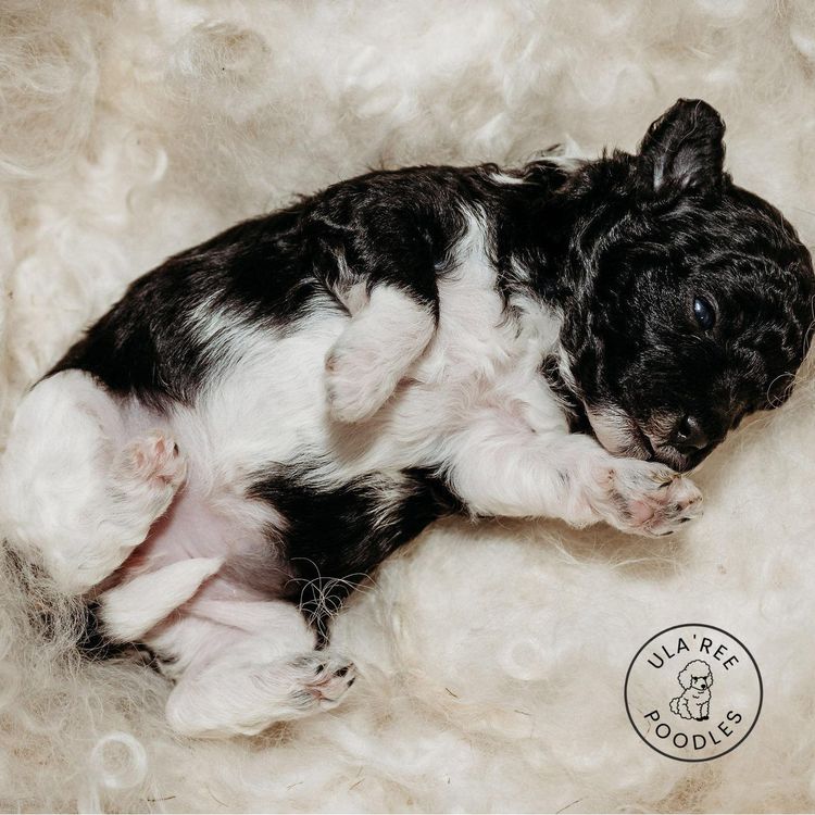Ula'ree Toy Poodles