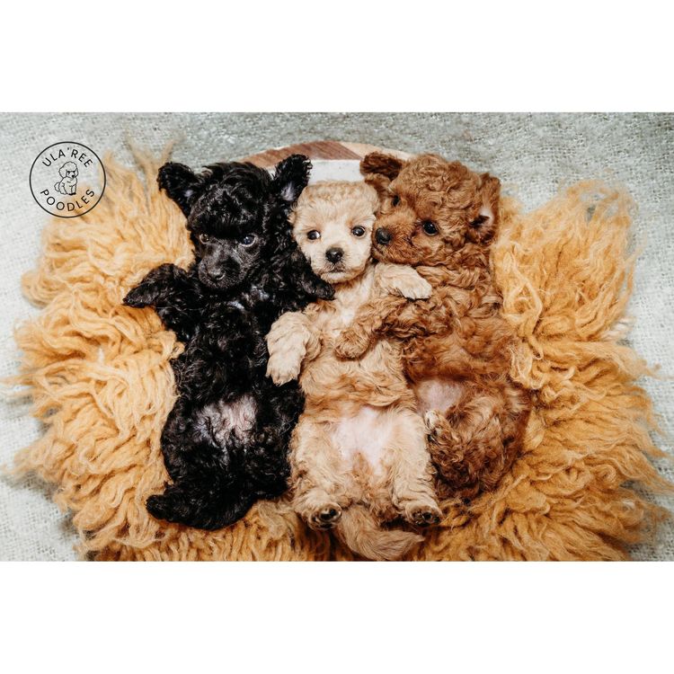 Ula'ree Toy Poodles