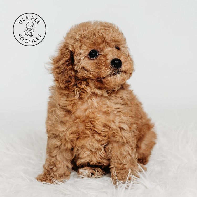 Ula'ree Toy Poodles