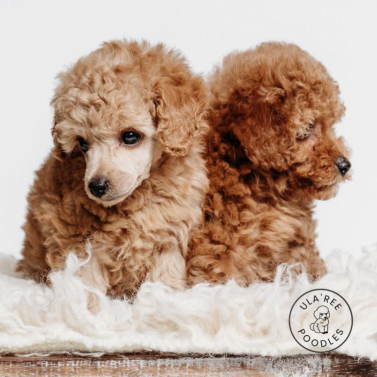 Ula'ree Toy Poodles