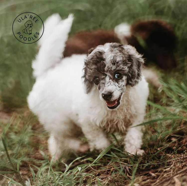 Ula'ree Toy Poodles
