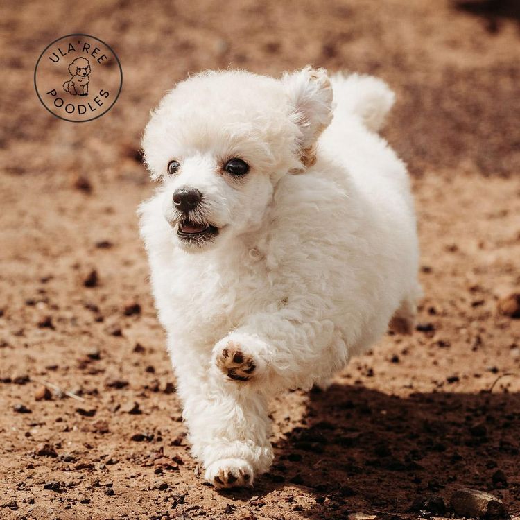 Ula'ree Toy Poodles