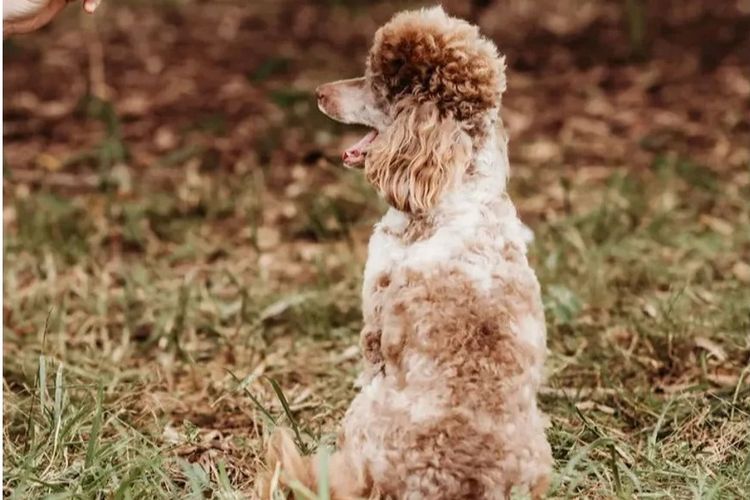 Ula'ree Toy Poodles