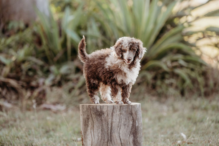 Ula'ree Toy Poodles