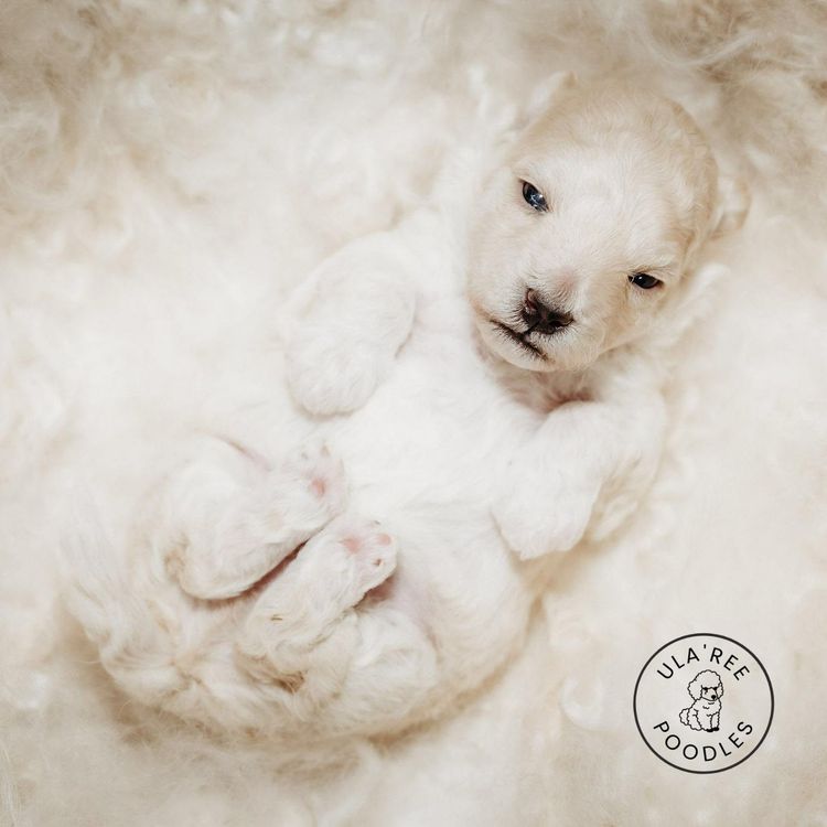 Ula'ree Toy Poodles