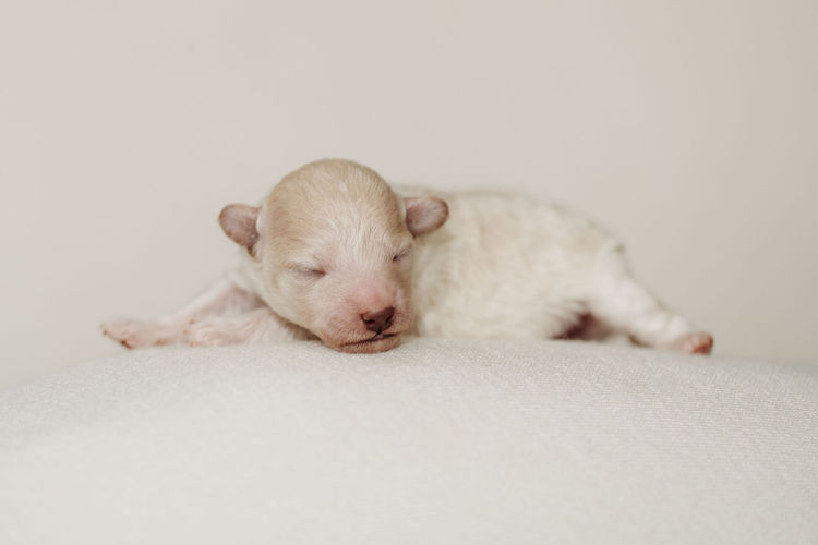 Ula'ree Toy Poodles