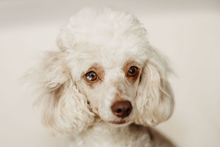 Ula'ree Toy Poodles