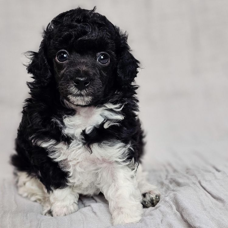 Ula'ree Toy Poodles