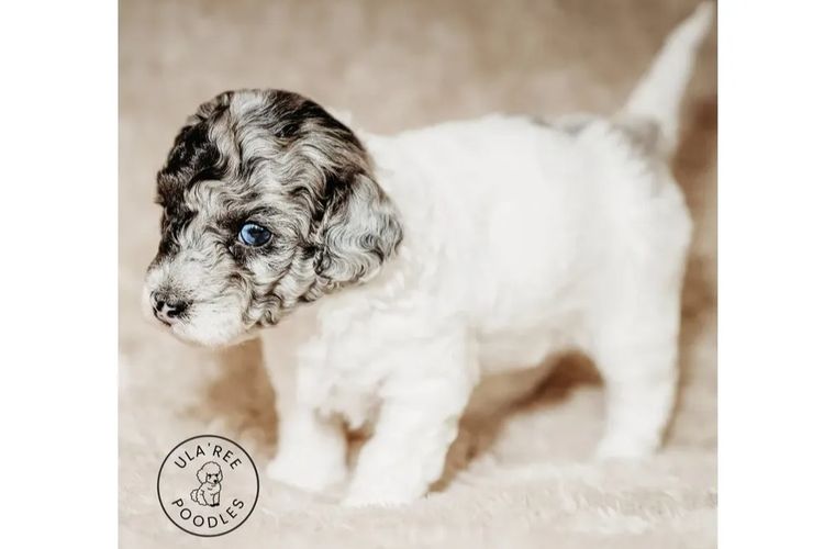 Ula'ree Toy Poodles