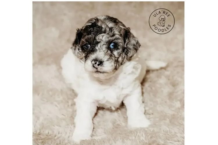 Ula'ree Toy Poodles