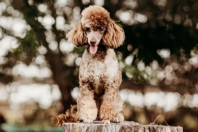 Ula'ree Toy Poodles