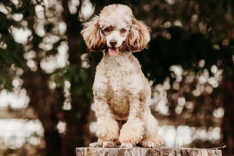 Ula'ree Toy Poodles