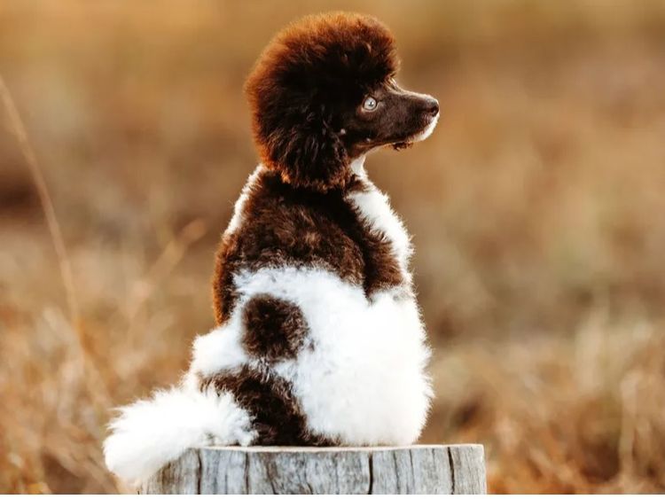 Ula'ree Toy Poodles