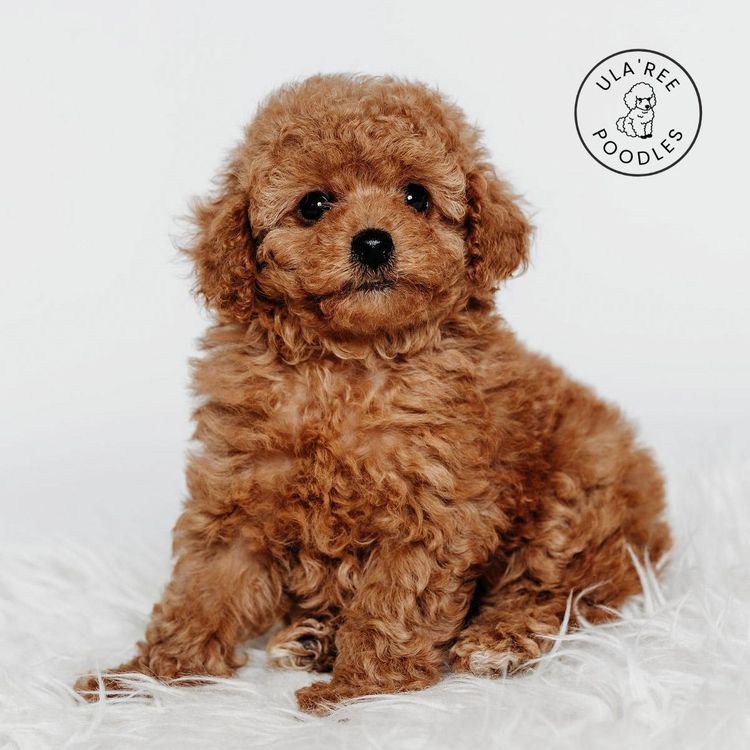 Ula'ree Toy Poodles