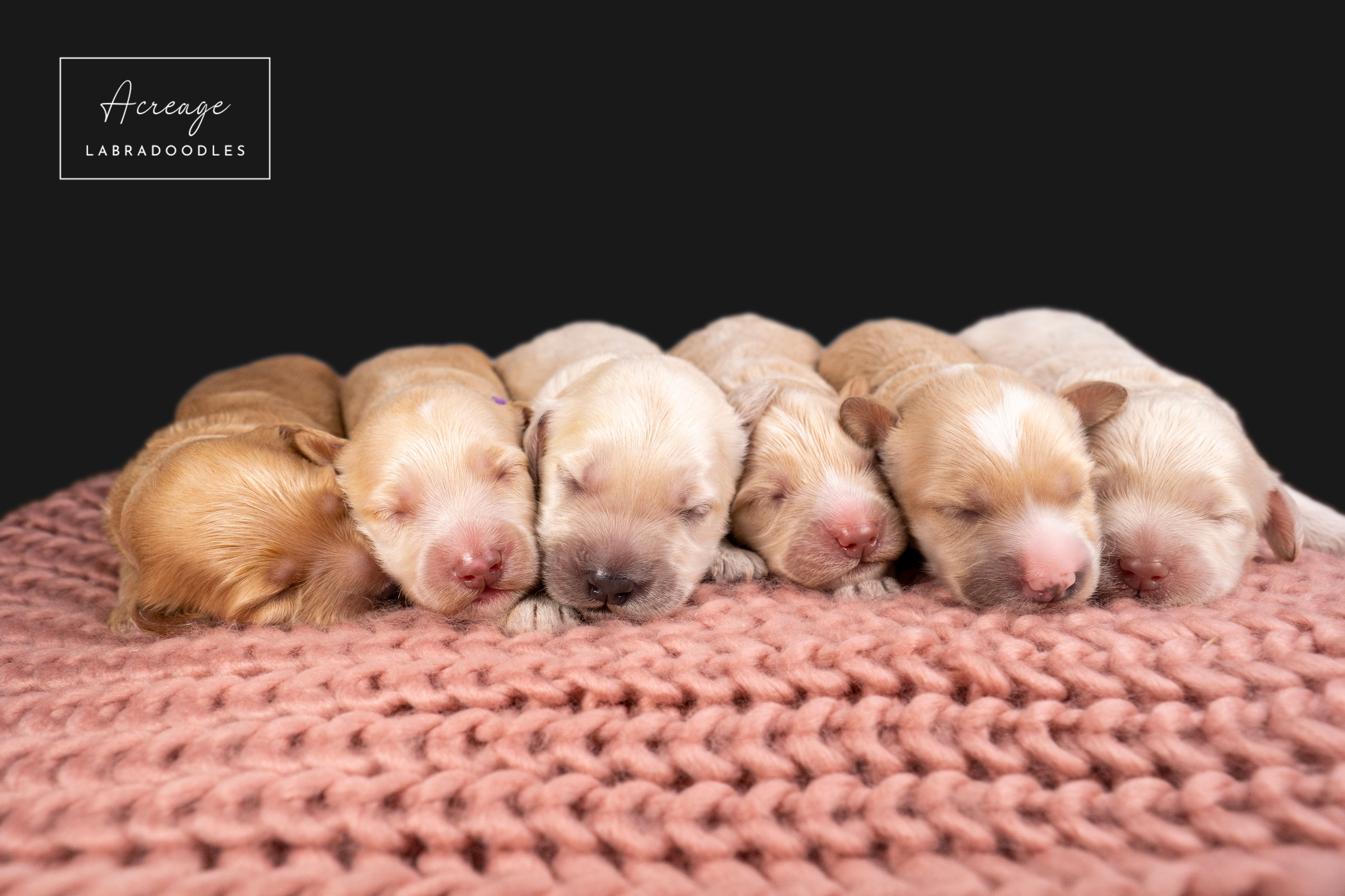 Newborn labradoodles sales