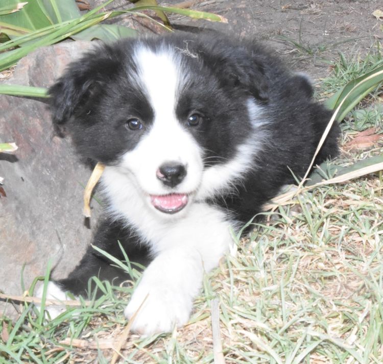Duszah Border Collies