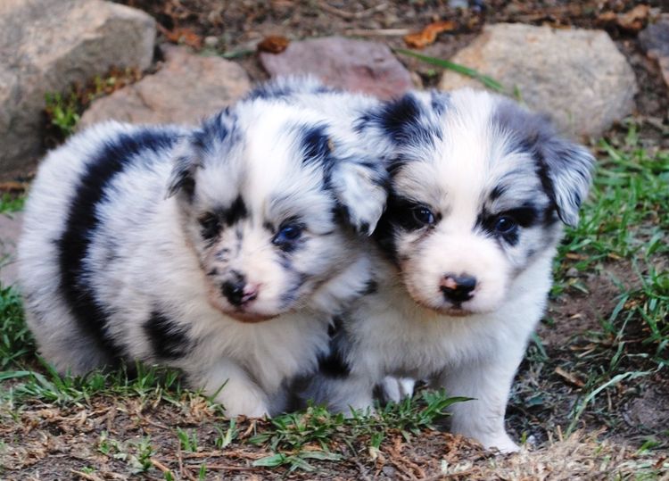 Duszah Border Collies