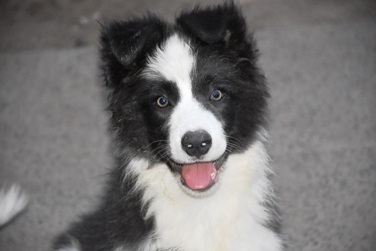 Duszah Border Collies