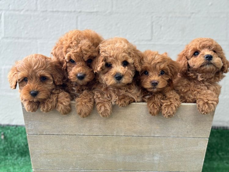 Tidy paws 🐾 Cavoodles