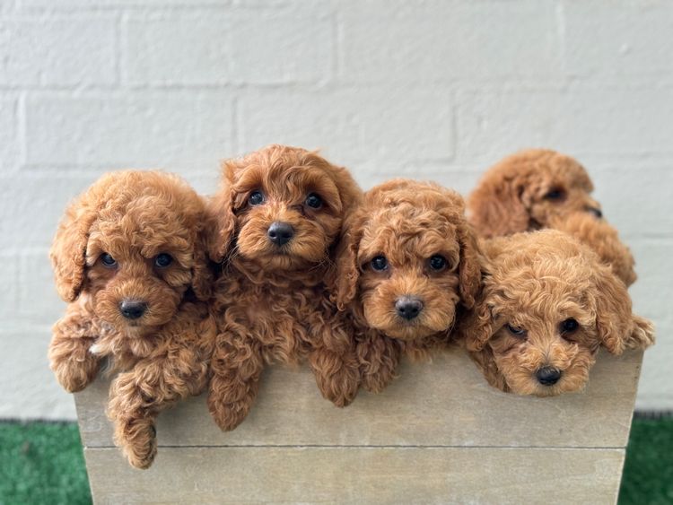 Tidy paws 🐾 Cavoodles