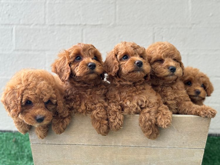 Tidy paws 🐾 Cavoodles