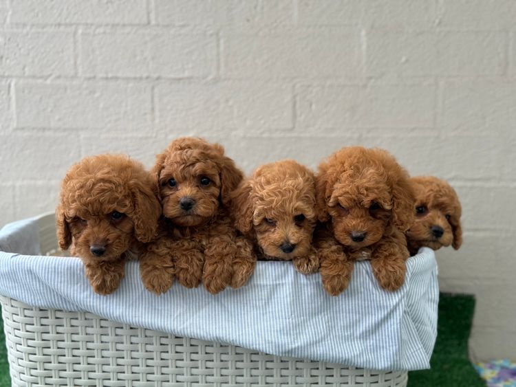 Tidy paws 🐾 Cavoodles