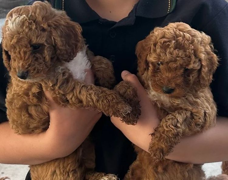 Belamor’e Toy Poodles