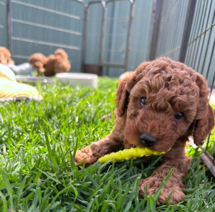 Belamor’e Toy Poodles