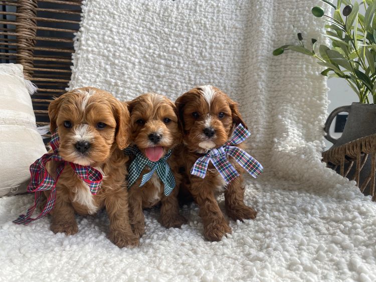 Adorable Cavoodles ✨First Generation