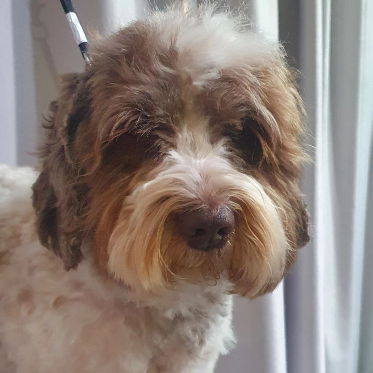Clarendon Australian Labradoodles