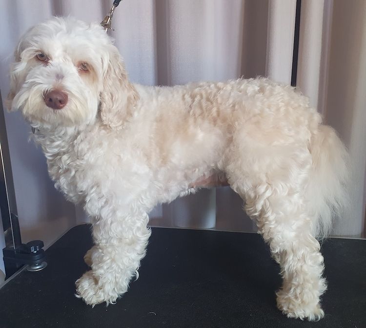 Clarendon Australian Labradoodles