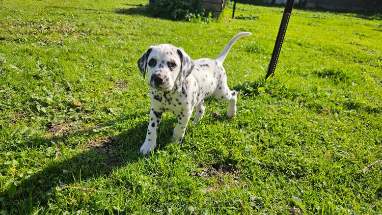 Perfect Scent Dalmatians