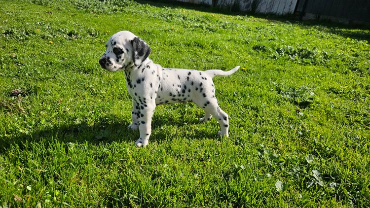 Perfect Scent Dalmatians