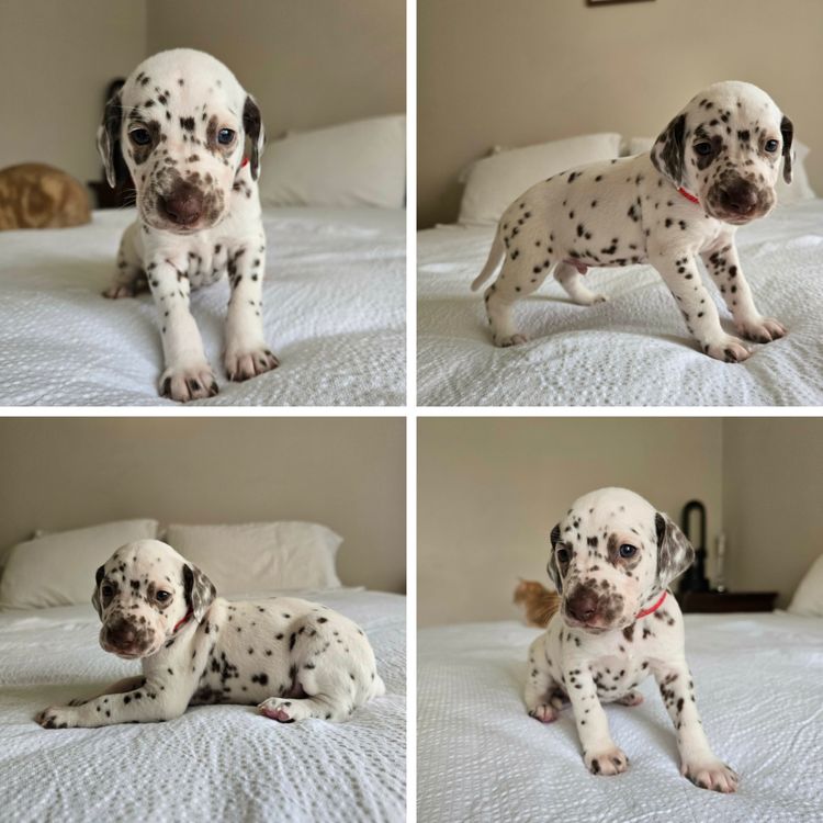 Perfect Scent Dalmatians