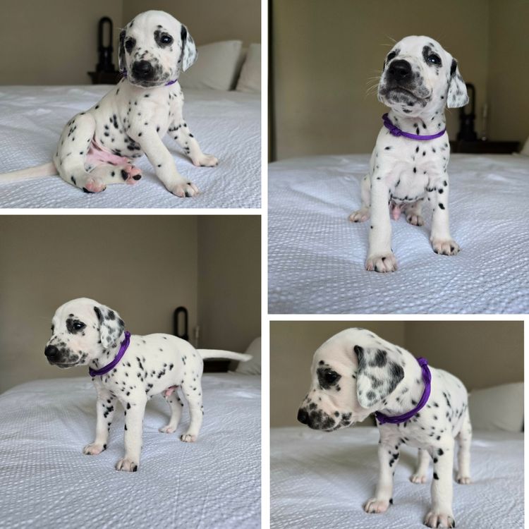 Perfect Scent Dalmatians