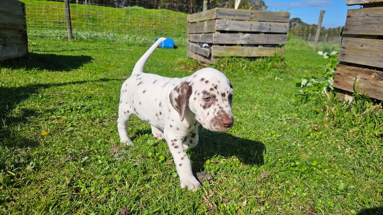 Perfect Scent Dalmatians