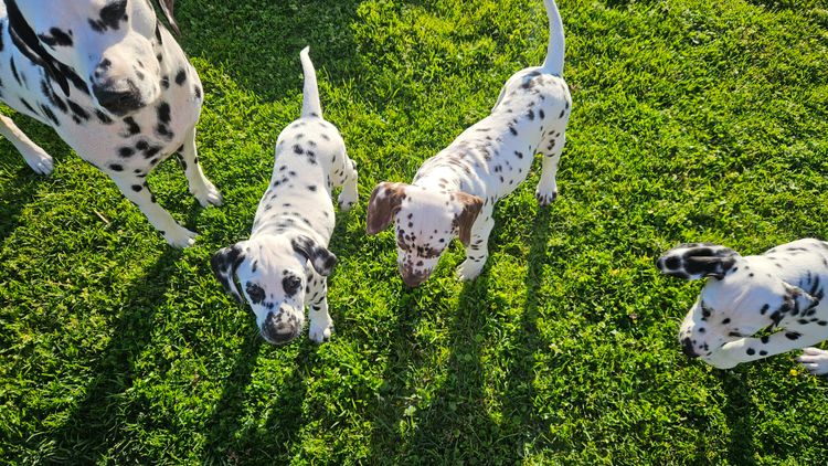 Perfect Scent Dalmatians