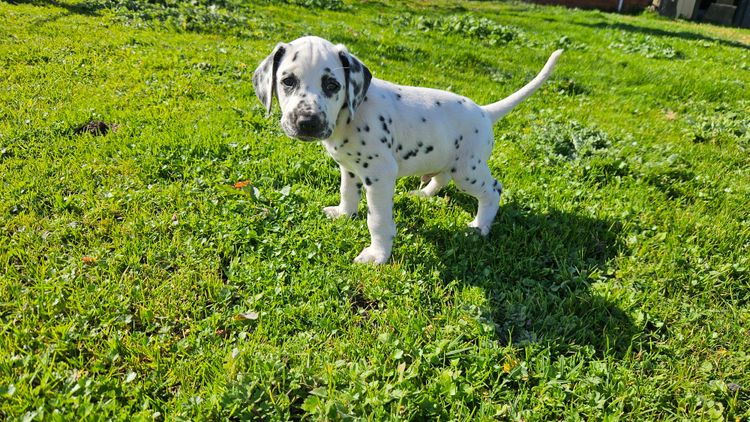 Perfect Scent Dalmatians