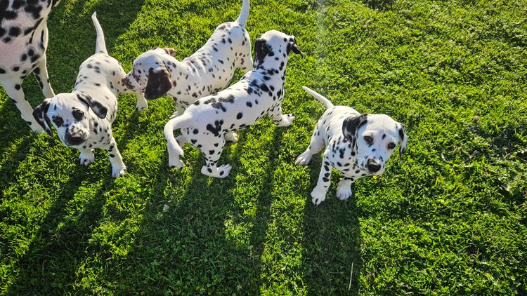 Perfect Scent Dalmatians