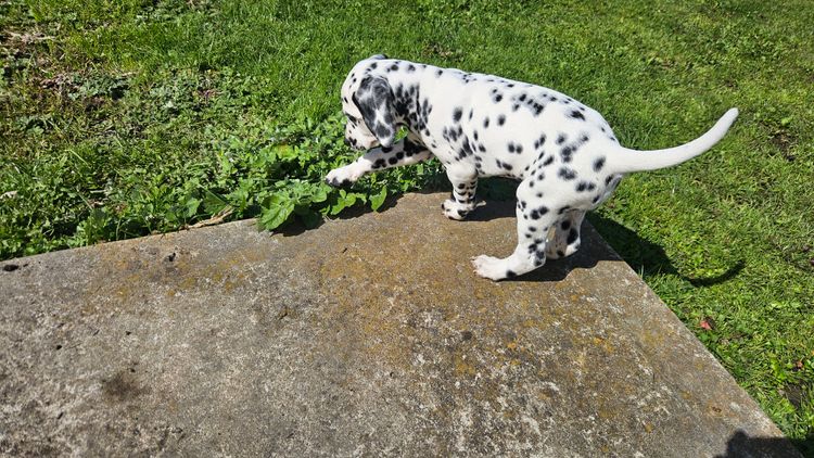 Perfect Scent Dalmatians