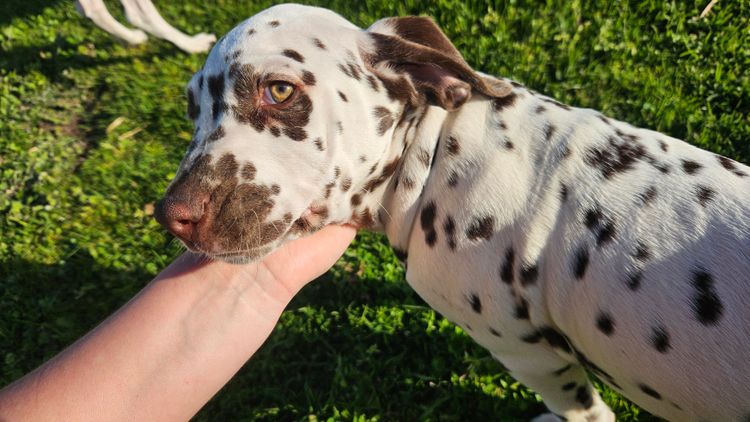 Perfect Scent Dalmatians
