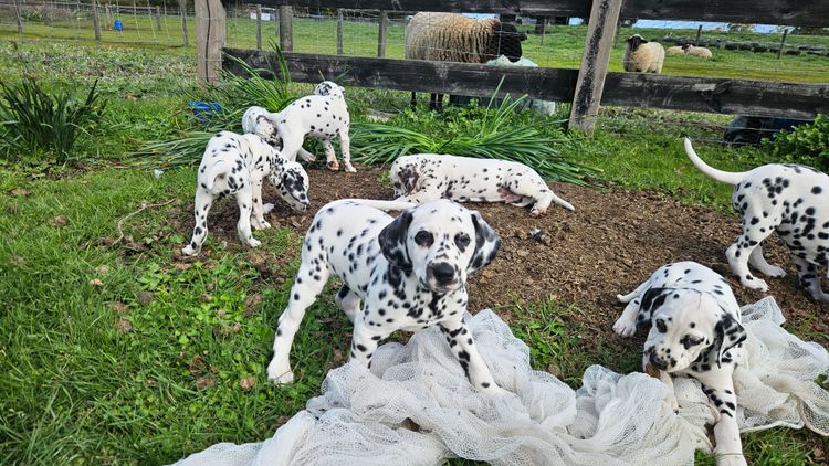 Perfect Scent Dalmatians