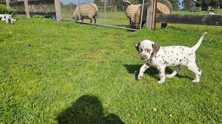 Perfect Scent Dalmatians